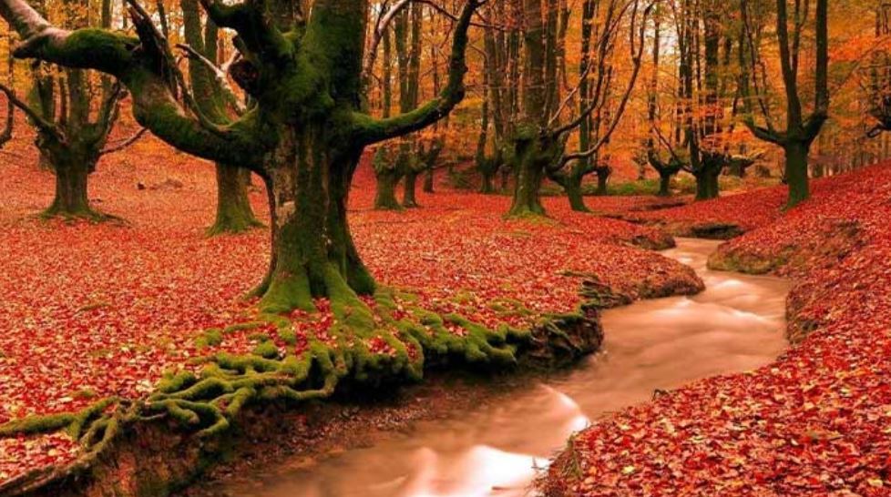 پاییز کجای شمال بریم؟ / معرفی و آدرس جاهای دیدنی شمال در پاییز پاییز کجای شمال بریم؟ / معرفی و آدرس جاهای دیدنی شمال در پاییز