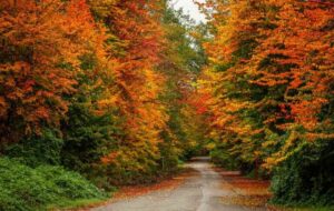 پاییز گیلان کجا بریم؟ + معرفی بهترین مناطق گیلان برای مسافرت در پاییز پاییز گیلان کجا بریم؟ + معرفی بهترین مناطق گیلان برای مسافرت در پاییز