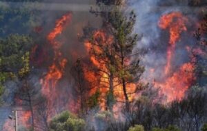 پدیده آتشسوزی در جنگلهای کشور به یک بحران ساختاری تبدیل شده است پدیده آتشسوزی در جنگلهای کشور به یک بحران ساختاری تبدیل شده است