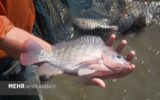 پرورش تیلاپیا اکوسیستم را تخریب میکند؛ مخالفت قاطع محیطزیست اصفهان پرورش تیلاپیا اکوسیستم را تخریب میکند؛ مخالفت قاطع محیطزیست اصفهان