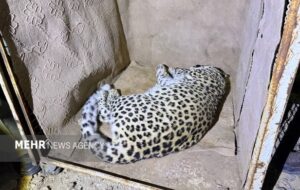 پلنگ شهمیرزاد در تور حفاظت؛ «زندهگیری»برای نجات حیاتوحش و امنیت مردم پلنگ شهمیرزاد در تور حفاظت؛ «زندهگیری»برای نجات حیاتوحش و امنیت مردم