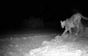 پلنگ طزره دامغان در زیستگاه طبیعی مشاهده شد پلنگ طزره دامغان در زیستگاه طبیعی مشاهده شد