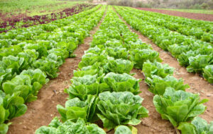 پیش بینی ارزش ۵.۳۶میلیارد دلاری بازار جهانی کاهو | کاهش ۷۹درصدی ارزش صادراتی کاهوی ایران پیش بینی ارزش ۵.۳۶میلیارد دلاری بازار جهانی کاهو | کاهش ۷۹درصدی ارزش صادراتی کاهوی ایران