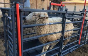 پیش بینی بازار ۸۴میلیارد دلاری تجهیزات دامپروری تا ۲۰۳۲ پیش بینی بازار ۸۴میلیارد دلاری تجهیزات دامپروری تا ۲۰۳۲