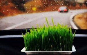 چطور از سیزده بدر لذت ببریم؟ چطور از سیزده بدر لذت ببریم؟