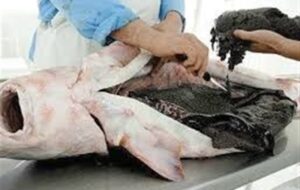 چه بلایی بر سر خاویار ایران آمد؟/ فروش 1.2 میلیونی اوزون برون در بازار سیاه! چه بلایی بر سر خاویار ایران آمد؟/ فروش 1.2 میلیونی اوزون برون در بازار سیاه!