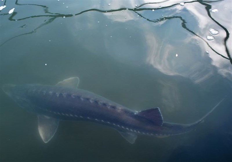 چه بلایی بر سر خاویار ایران آمد؟/ فروش 1.2 میلیونی اوزون برون در بازار سیاه! اخبار استان گلستان , دریای خزر ,