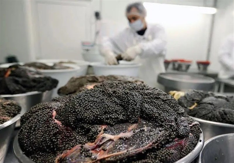 چه بلایی بر سر خاویار ایران آمد؟/ فروش 1.2 میلیونی اوزون برون در بازار سیاه! اخبار استان گلستان , دریای خزر ,