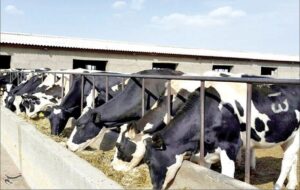 کاهش 30 درصدی ارز نهادهها و سوءمدیریت تخصیص عامل اصلی بحران دام و طیور کاهش 30 درصدی ارز نهادهها و سوءمدیریت تخصیص عامل اصلی بحران دام و طیور