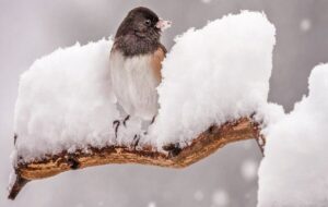 کاهش محسوس دما تا دوشنبه در نیمه شرقی کشور، ارتفاعات البرز و زاگرس کاهش محسوس دما تا دوشنبه در نیمه شرقی کشور، ارتفاعات البرز و زاگرس