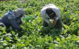 کوهسرخ، قطب‌ تولید لوبیا سبز در خراسان رضوی