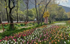 کوهپایههای البرز میزبان چهارمین «جشنواره گل ها» شد/۲۵۰ هزار شاخه گل هلندی زینت بخش جشنواره کوهپایههای البرز میزبان چهارمین «جشنواره گل ها» شد/۲۵۰ هزار شاخه گل هلندی زینت بخش جشنواره