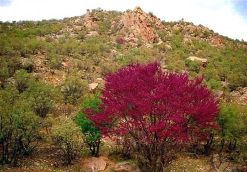 گردشگری پاییزی| ماجراجویی در قلب طبیعت بکر غرب ایران/ سفر به جغرافیای آرامش با چالش "مه" اخبار استان ایلام , سازمان میراث فرهنگی، صنایع دستی و گردشگری , وزارت میراث فرهنگی، گردشگری و صنایع دستی ,
