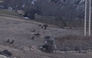 گله گرازهای وحشی در پناهگاه حفاظتشده پرور گله گرازهای وحشی در پناهگاه حفاظتشده پرور