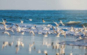 ۴ روز سفر به درگهان قشم چند؟ + جدول ۴ روز سفر به درگهان قشم چند؟ + جدول