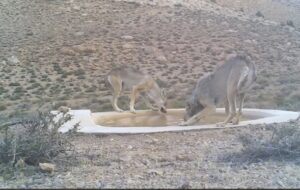 ۴ قلاده گرگ خاکستری میهمانان پارک ملی صیدوا ۴ قلاده گرگ خاکستری میهمانان پارک ملی صیدوا