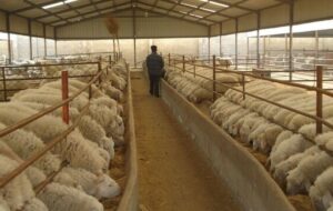 ۴.۸ میلیون تن کالای اساسی آماده ترخیص در بنادر کشور ۴.۸ میلیون تن کالای اساسی آماده ترخیص در بنادر کشور