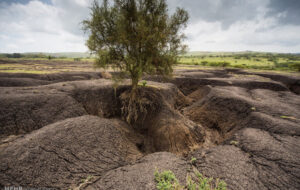 ۸۲.۵ درصد خاک ایران ماده آلی ندارد ۸۲.۵ درصد خاک ایران ماده آلی ندارد