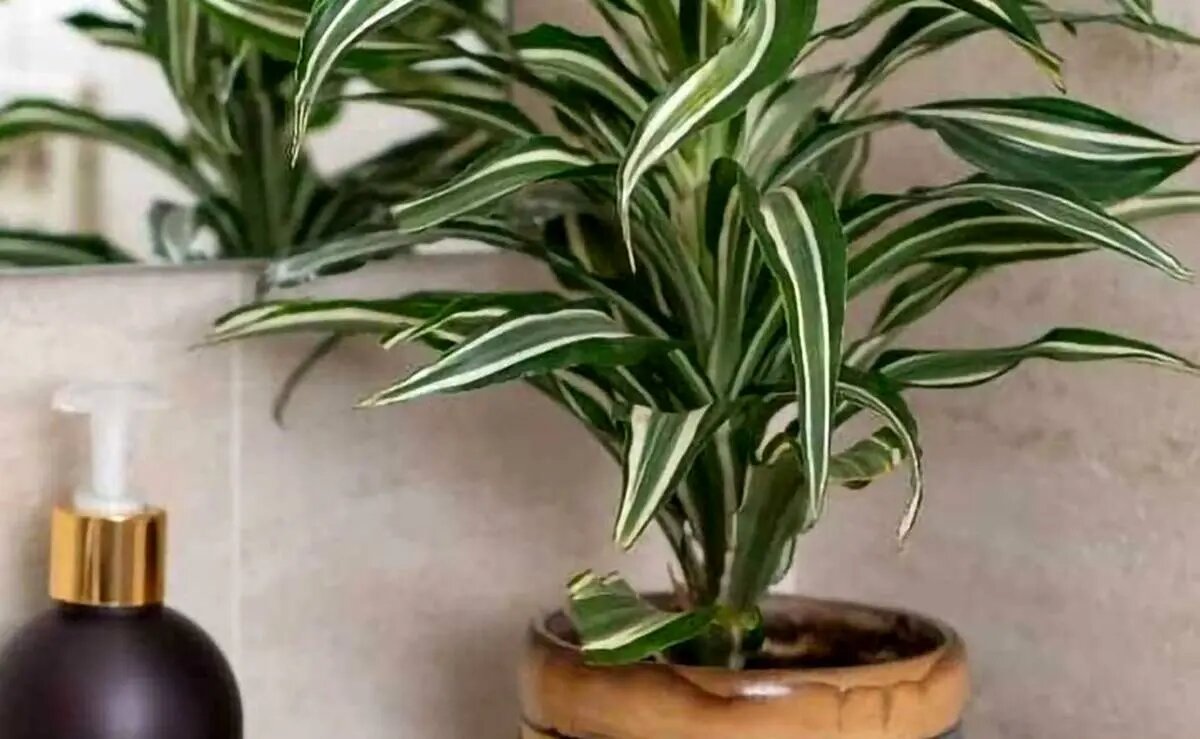 ۹ گیاه با نگهداری آسان که میتوانند هوای خانه را پاک کنند ۹ گیاه با نگهداری آسان که میتوانند هوای خانه را پاک کنند