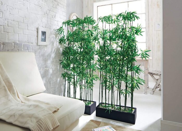 ۹ گیاه با نگهداری آسان که میتوانند هوای خانه را پاک کنند ۹ گیاه با نگهداری آسان که میتوانند هوای خانه را پاک کنند