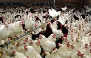 البرز زیر چتر مراقبت ملی آنفلوانزای فوقحاد پرندگان البرز زیر چتر مراقبت ملی آنفلوانزای فوقحاد پرندگان