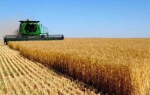 انتقال تولید گندم به اراضی دیم تا 5 سال آینده انتقال تولید گندم به اراضی دیم تا 5 سال آینده