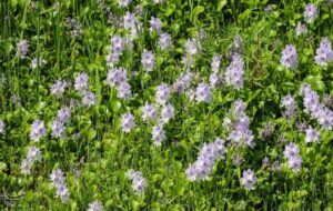 اکوسیستم شمال زیر تیغ «شیطان بنفش»/ خطر زیبایی مرگبار اکوسیستم شمال زیر تیغ «شیطان بنفش»/ خطر زیبایی مرگبار