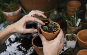 باغبانی، خطر درد زانو و آرتروز را کاهش میدهد باغبانی، خطر درد زانو و آرتروز را کاهش میدهد