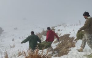 توزیع علوفه در پناهگاه حیات وحش خوشییلاق برای مقابله با کمبود غذا توزیع علوفه در پناهگاه حیات وحش خوشییلاق برای مقابله با کمبود غذا