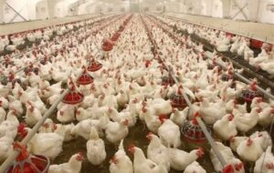 جوجهریزی رکورد زد جوجهریزی رکورد زد