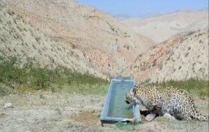 رهاسازی پلنگ شهمیرزاد در زیستگاه با تأیید سلامت کامل رهاسازی پلنگ شهمیرزاد در زیستگاه با تأیید سلامت کامل