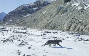 رهاسازی پلنگ شهمیرزاد پس از معاینات کامل رهاسازی پلنگ شهمیرزاد پس از معاینات کامل