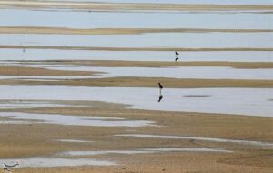 روایت تلخ تالاب میقان ؛ استخراج معدنی چگونه میقان را خشک کرد؟ روایت تلخ تالاب میقان ؛ استخراج معدنی چگونه میقان را خشک کرد؟