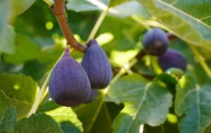 صادرات جهانی انجیر از ۸۶۱ میلیون دلار عبور کرد؛ کاهش ۵۸درصدی صادرات انجیر ایران صادرات جهانی انجیر از ۸۶۱ میلیون دلار عبور کرد؛ کاهش ۵۸درصدی صادرات انجیر ایران