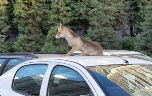 علت حضور روباهها در تهران چیست؟ علت حضور روباهها در تهران چیست؟