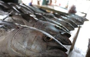 فعالیت 8 هزار شناور برای صید تونماهیان در کشور فعالیت 8 هزار شناور برای صید تونماهیان در کشور