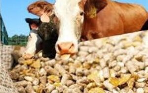 قیمت نهادههای دامی پس از حذف ارز ترجیحی کشف شد قیمت نهادههای دامی پس از حذف ارز ترجیحی کشف شد