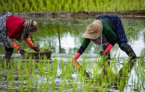 «نجات آب» ــ 53 | آموزش زنان کشاورز در مناطق کمبرخوردار «نجات آب» ــ 53 | آموزش زنان کشاورز در مناطق کمبرخوردار