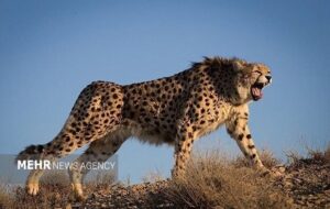 نور امید در توران شاهرود؛ ثبت دو یوز آسیایی توسط همیار محلی نور امید در توران شاهرود؛ ثبت دو یوز آسیایی توسط همیار محلی