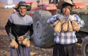 هستهای در کشاورزی ــ 71 |اصلاح چغندرقند برای قنددهی بیشتر هستهای در کشاورزی ــ 71 |اصلاح چغندرقند برای قنددهی بیشتر