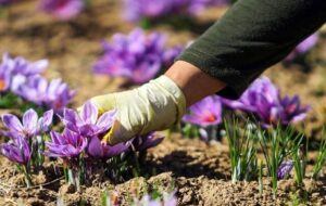 هیچ تغییری در زعفران کاری کشور نسبت به ۵۰ سال گذشته رخ نداد؛ ضرورت کشت مکانیزه طلای سرخ هیچ تغییری در زعفران کاری کشور نسبت به ۵۰ سال گذشته رخ نداد؛ ضرورت کشت مکانیزه طلای سرخ