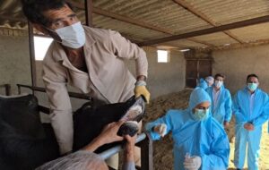 ورود تب برفکی به کشور با الگوی غیرمتعارف؛ بررسی سناریوی انتقال عمدی ورود تب برفکی به کشور با الگوی غیرمتعارف؛ بررسی سناریوی انتقال عمدی