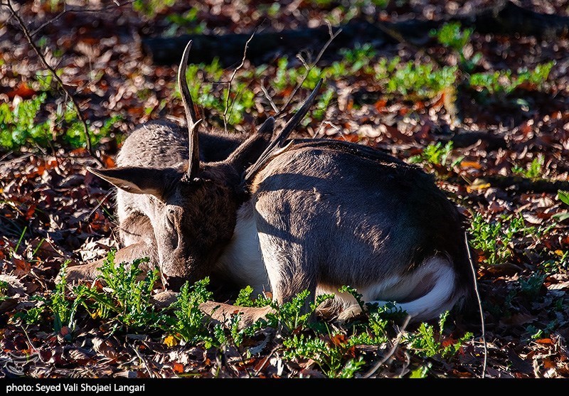 چالشهای پیچیده زیستمحیطی در غرب ایران/ بحران تله اقلیم! اخبار کرمانشاه , اخبار استان کرمانشاه ,
