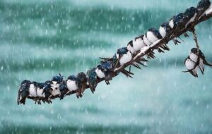 کاهش دما در شمالغرب و آرامش نسبی جوی در نیمه غربی کشور کاهش دما در شمالغرب و آرامش نسبی جوی در نیمه غربی کشور