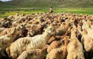 کنترل چرای دام در مناطق حساس آبی کنترل چرای دام در مناطق حساس آبی