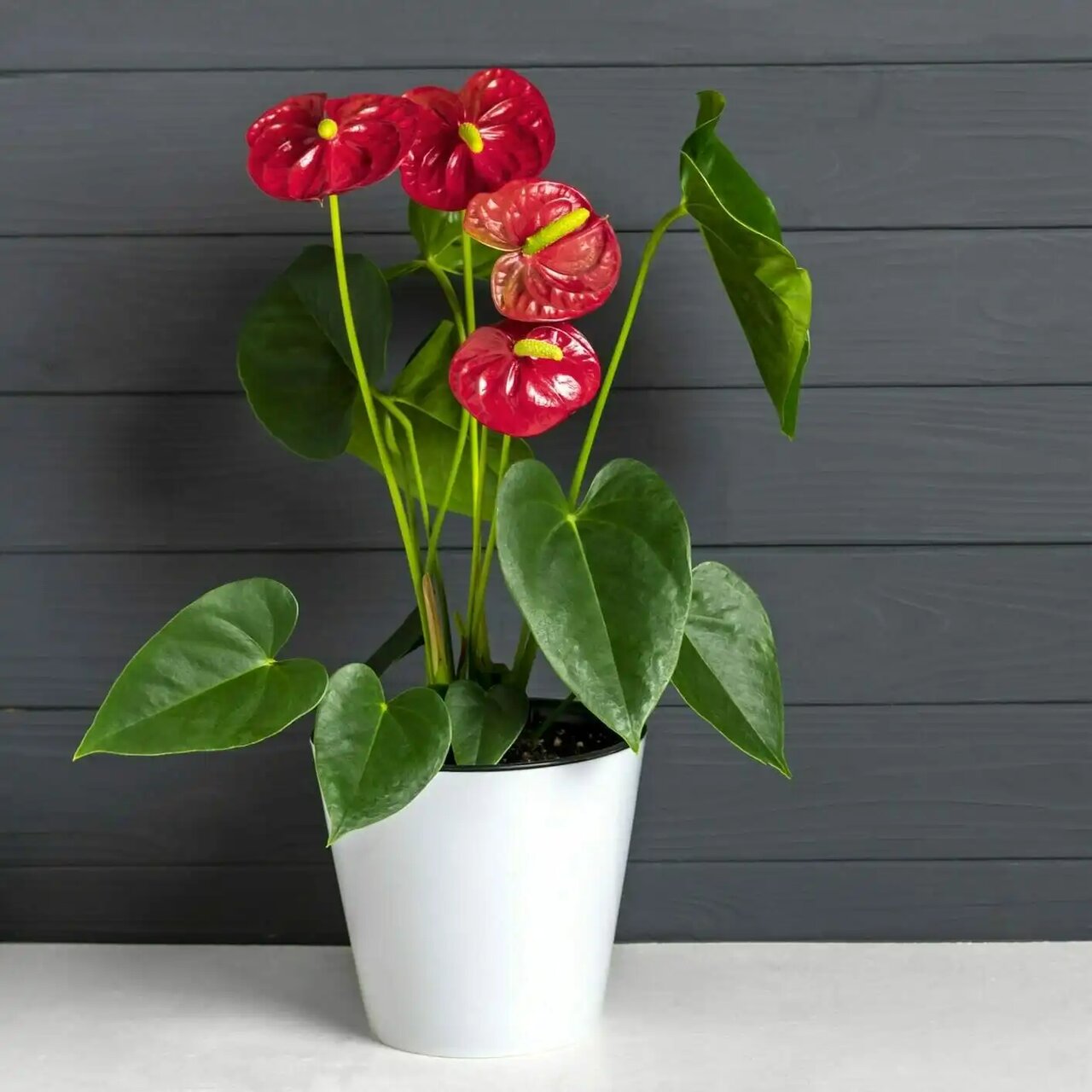 گیاه آنتوریوم؛ گل قلبی شکل که عشق را به خانه شما می آورد گیاه آنتوریوم؛ گل قلبی شکل که عشق را به خانه شما می آورد