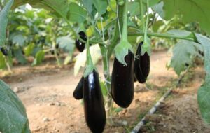 ارزش ۱۳میلیون دلاری صادرات بادمجان ایران؛ صادرات ایران ۶۵درصد کاهش یافت ارزش ۱۳میلیون دلاری صادرات بادمجان ایران؛ صادرات ایران ۶۵درصد کاهش یافت