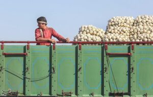 اعلام نرخ رسمی خرید تضمینی سیبزمینی و پیاز اعلام نرخ رسمی خرید تضمینی سیبزمینی و پیاز