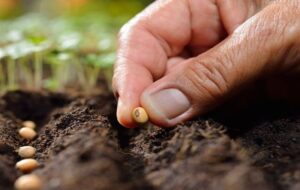 بذر امید در ابرسج؛ دوازدهمین مرحله بذرپاشی مردمی در مراتع سمنان بذر امید در ابرسج؛ دوازدهمین مرحله بذرپاشی مردمی در مراتع سمنان