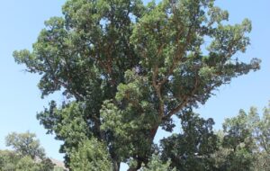 بلندترین درخت کشور کجاست؟ + عکس بلندترین درخت کشور کجاست؟ + عکس